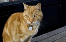 娱乐吃瓜酱小猫坐公交车,萌宠坐公交，趣味横生一幕