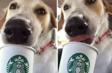 娱乐吃瓜酱狗狗领冰淇淋,娱乐吃瓜酱带你领略萌宠甜蜜瞬间