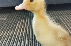 娱乐吃瓜酱鸭鸭,揭秘娱乐圈那些鲜为人知的幕后故事